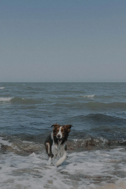 a brown and white dog is wading in the ocean