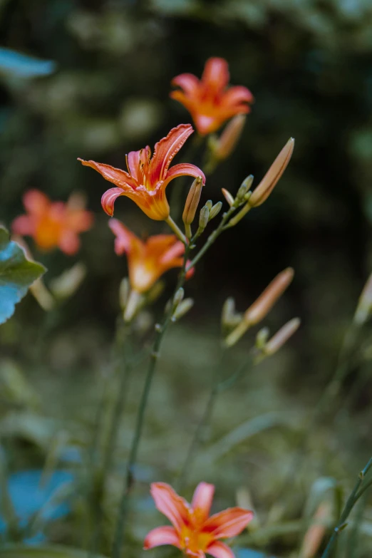 a red flower with orange petals on top of it