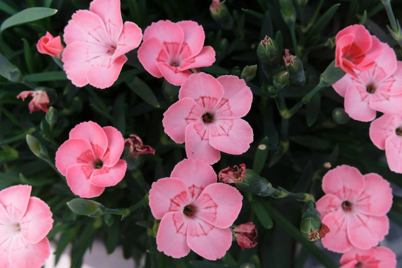 small pink flowers with long stems, green stems, and dark brown stems