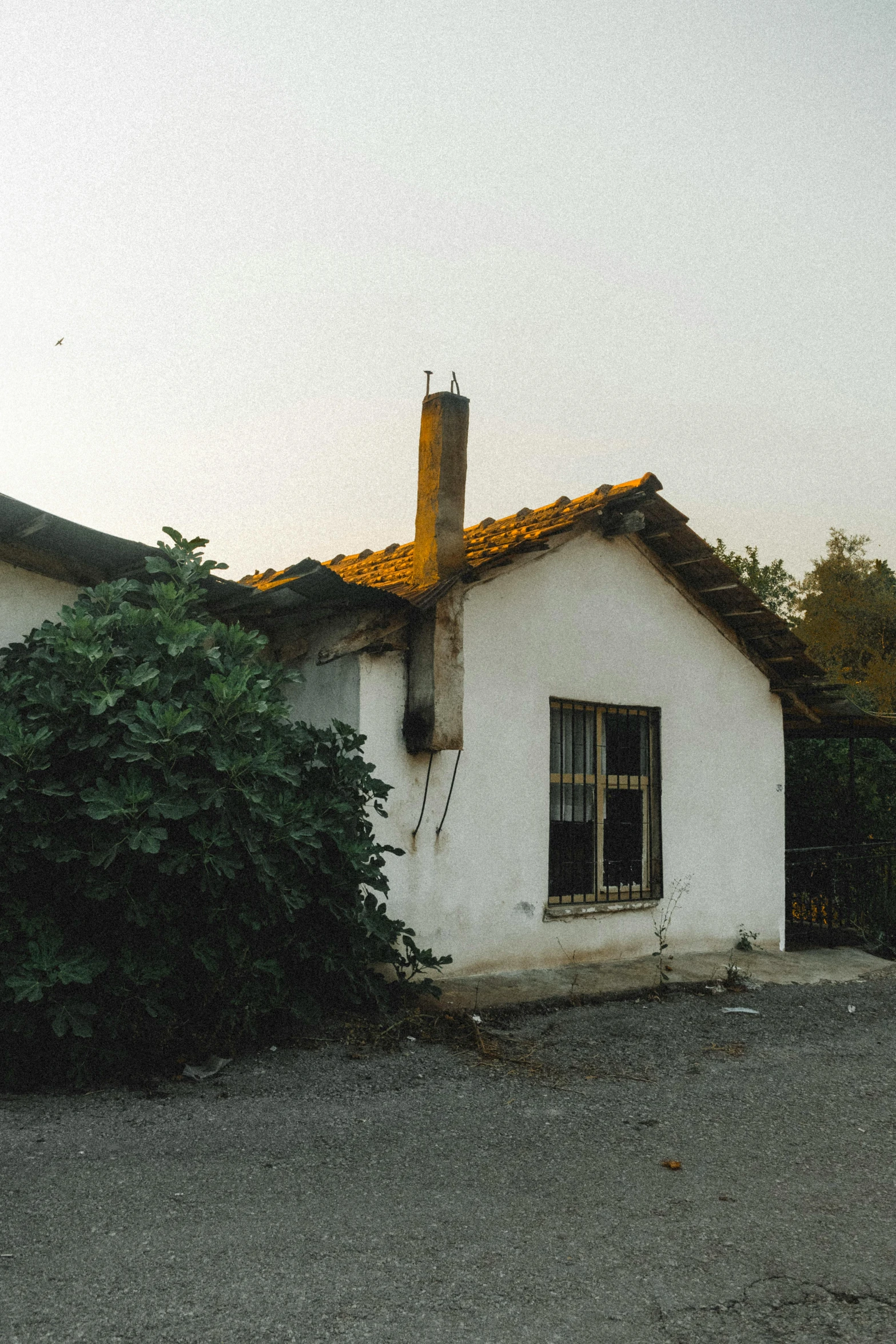 a white building with a green bush near it