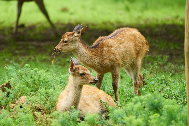 a group of small animals that are in the grass