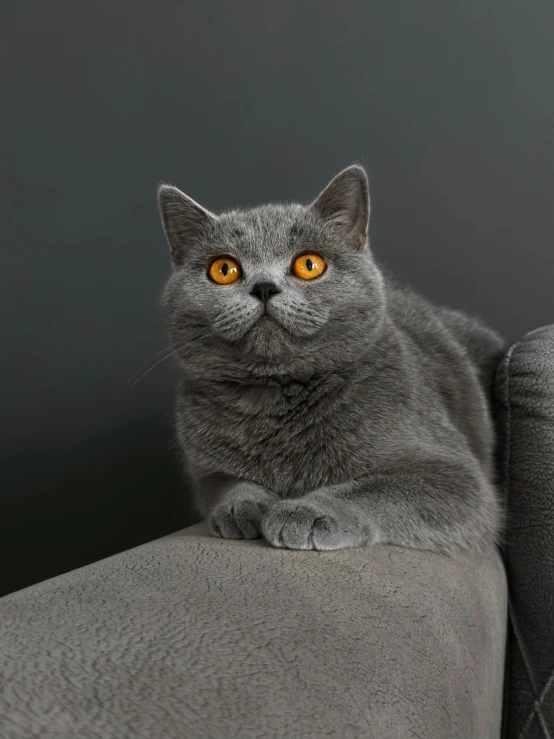 a grey cat laying on top of a couch