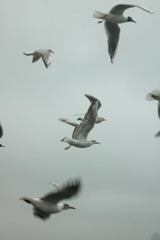 a flock of seagulls are flying in the sky