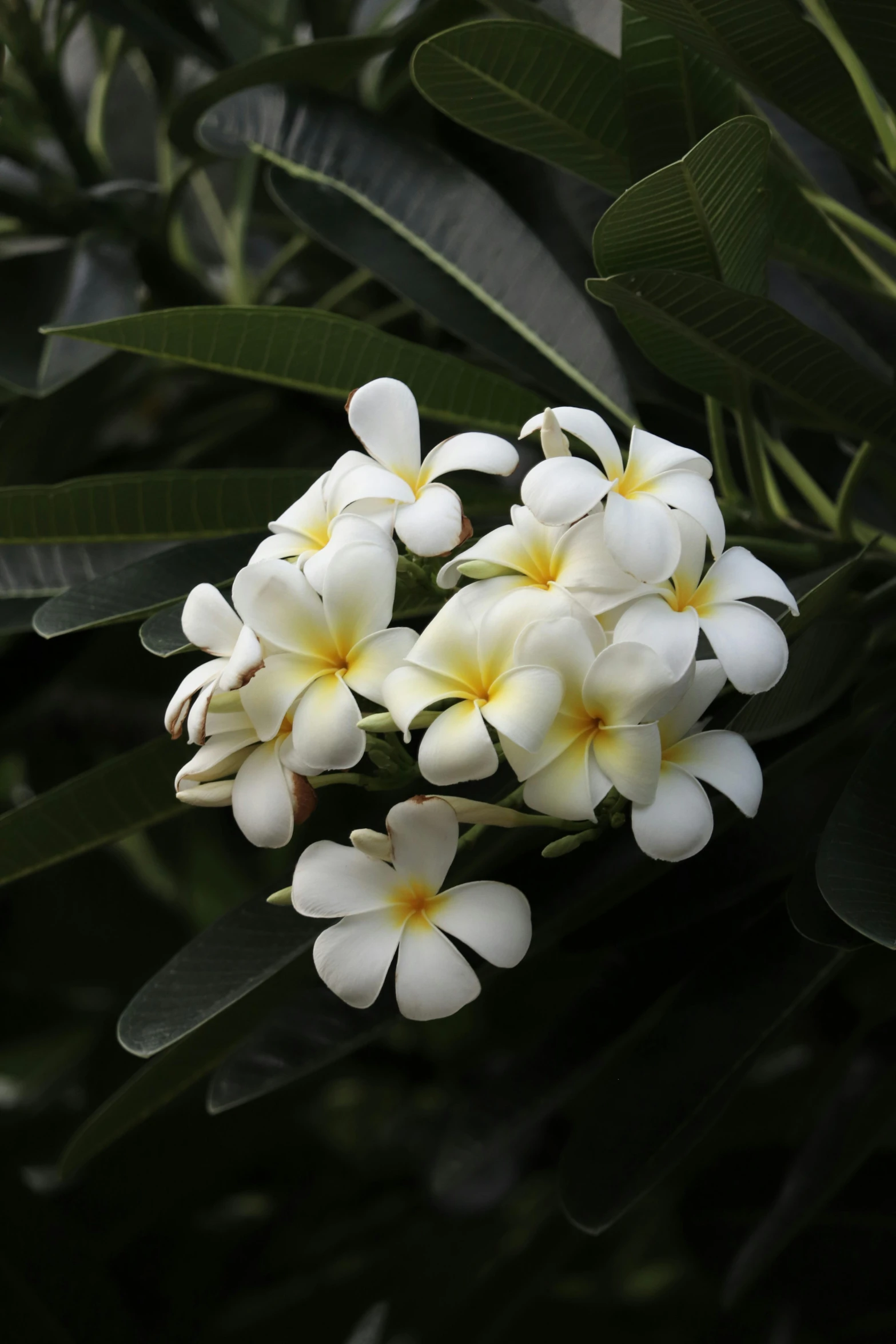 there are white flowers with yellow centers and green leaves