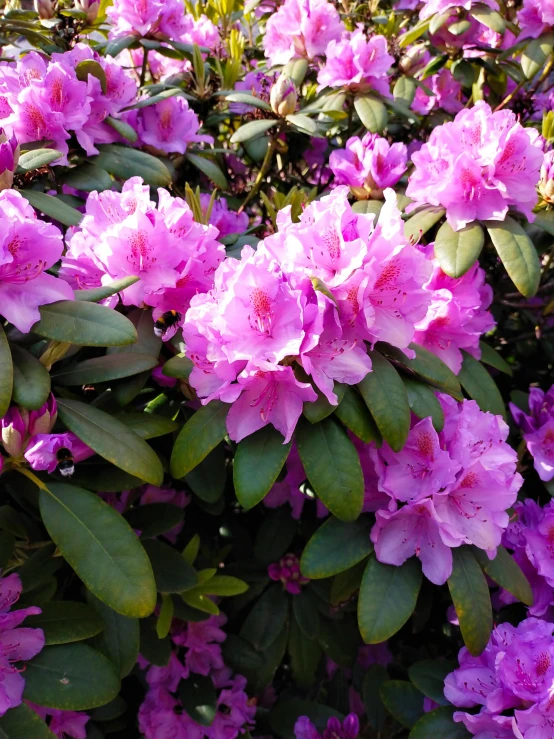 there is a lot of purple flowers growing