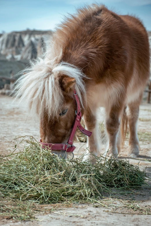 a small pony is eating grass from the ground