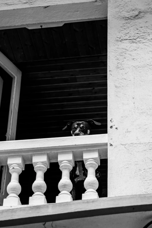 a small dog is looking out of a window