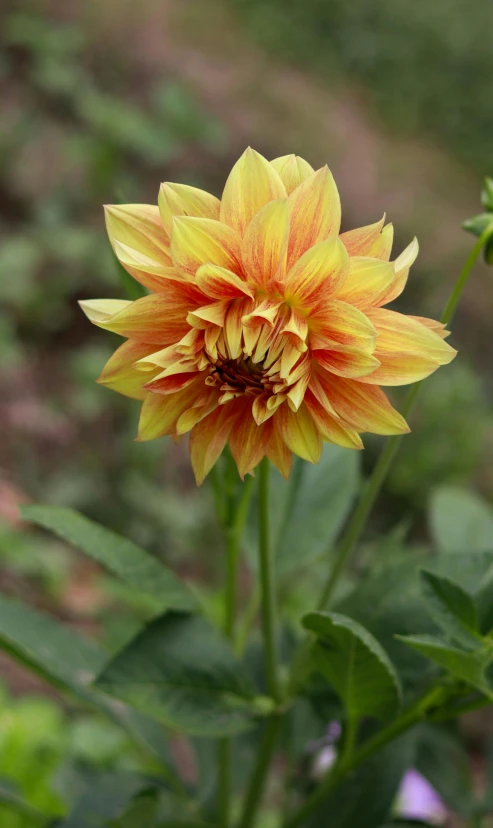 a single yellow and red flower in a garden