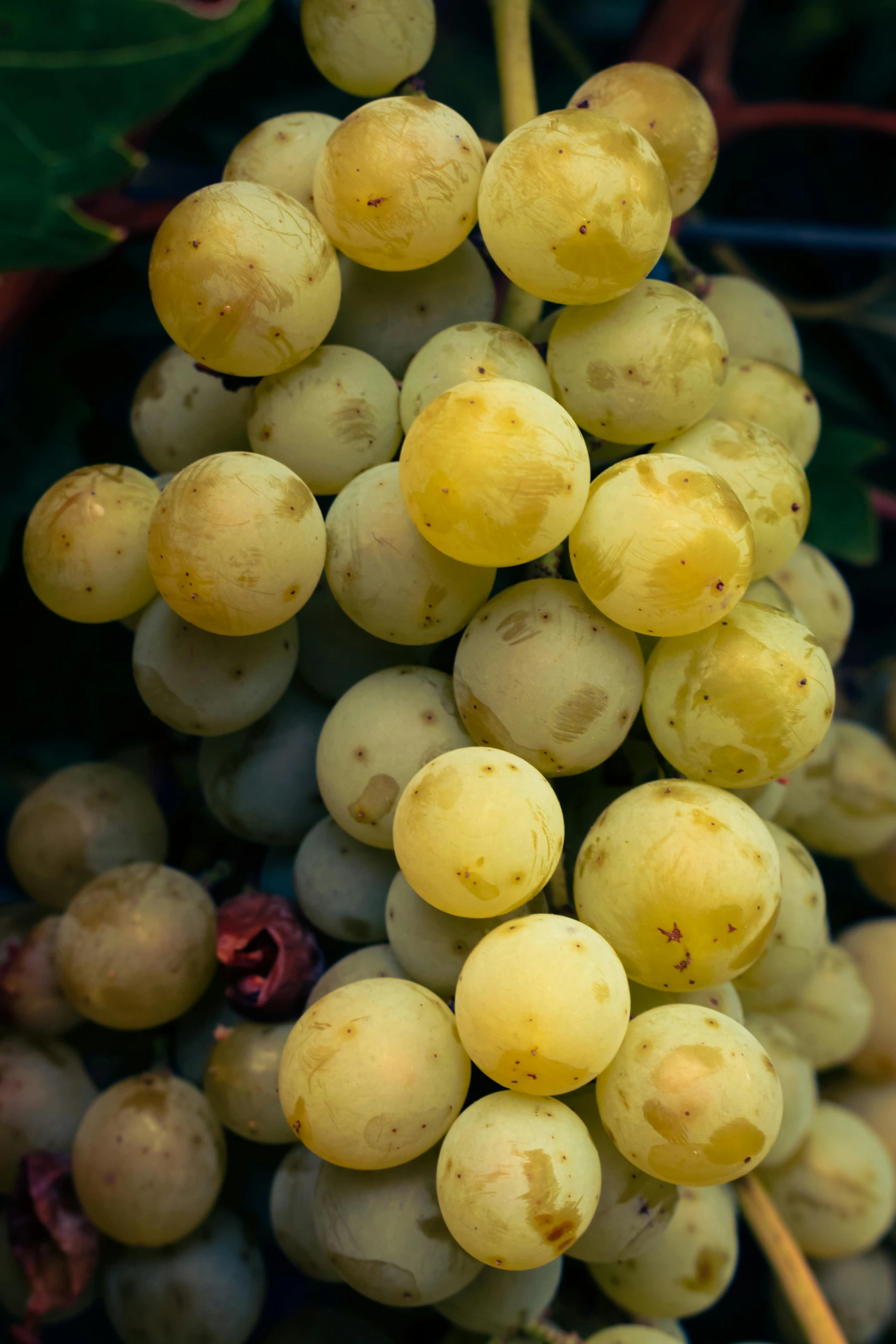 bunches of ripe white gs still attached to the plant