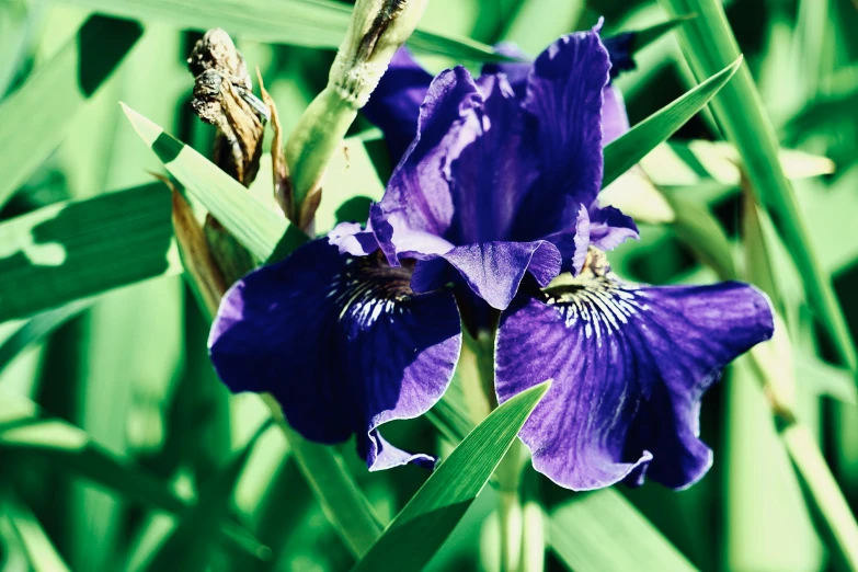 a purple flower with lots of green grass