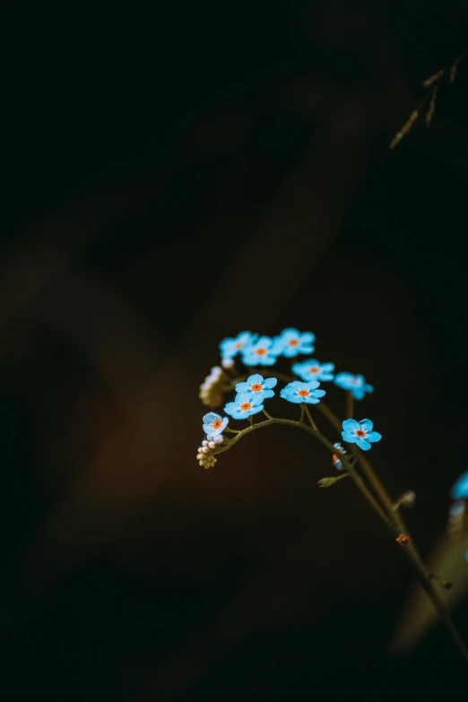 a cluster of small blue flowers with some green leaves