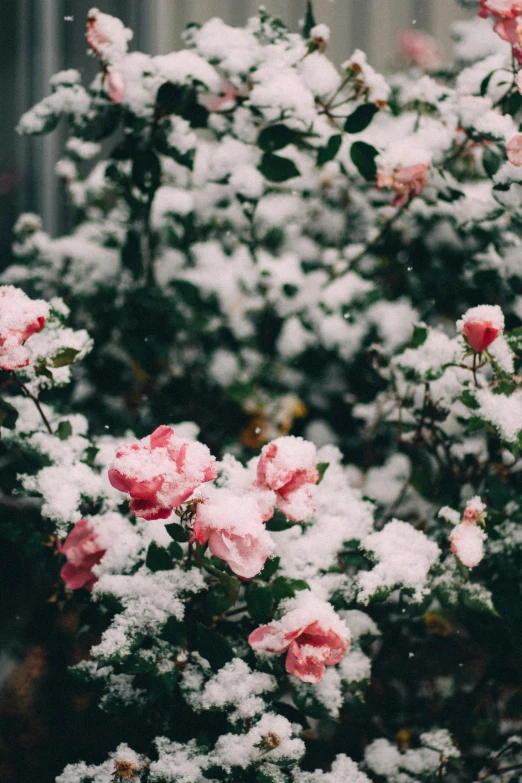 snow - covered flowers and leaves in winter