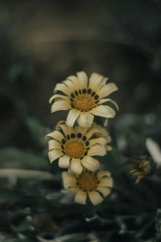 three flowers with yellow centers, one white and one brown, sit on the ground