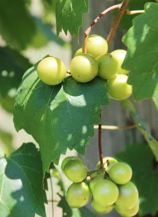 some green gs growing on the vine