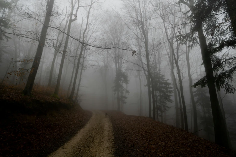 trees with fog in the forest near a dirt road