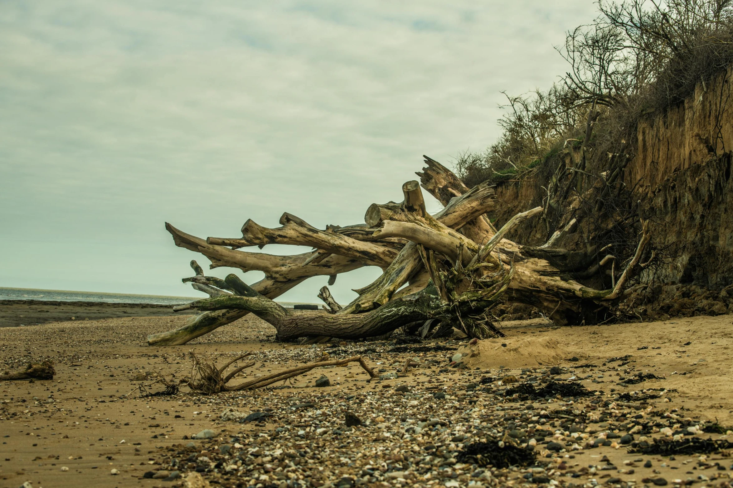 there are trees that are growing from the beach