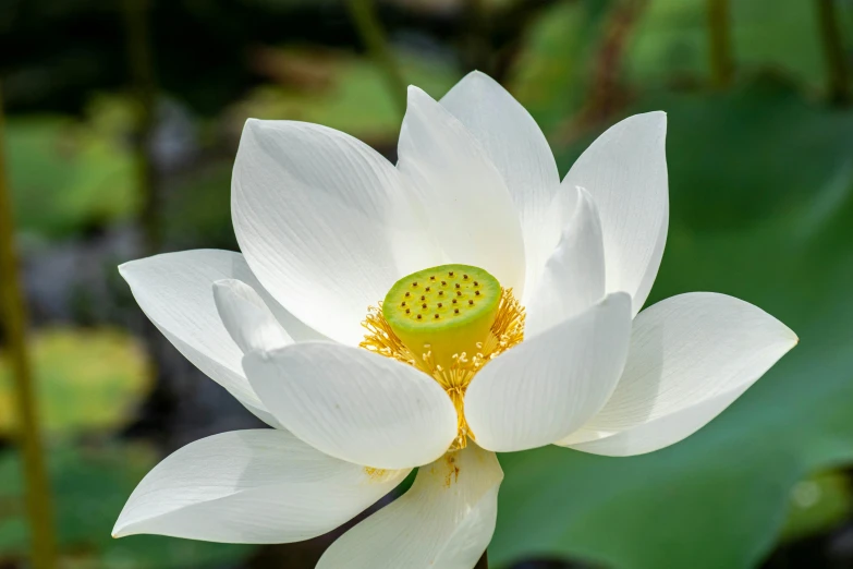 a white lotus flower with some water droplets