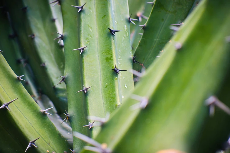 a green cactus with lots of tiny little rivets