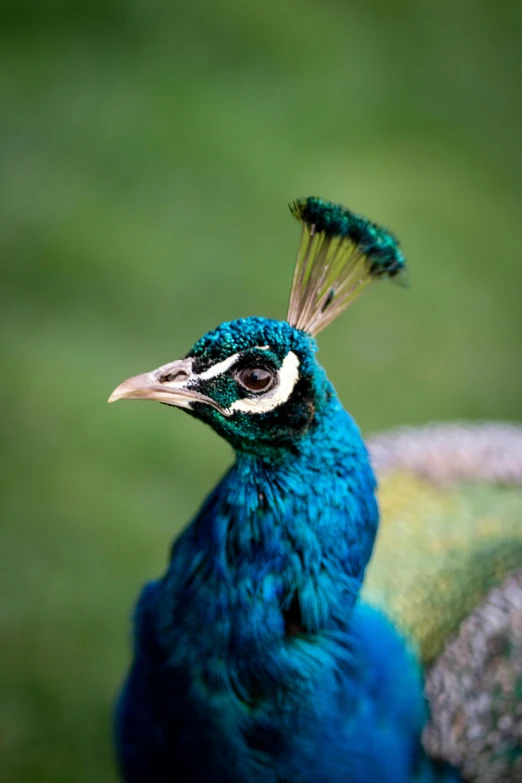 a small colorful bird with black, blue and white feathers