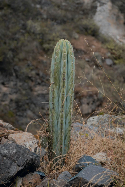 a large cactus in between rocks and a tree