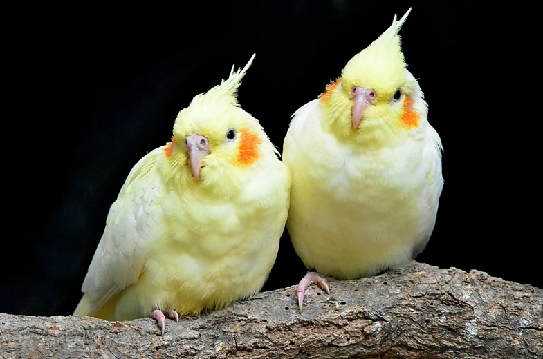 two yellow and orange birds are perched on a nch