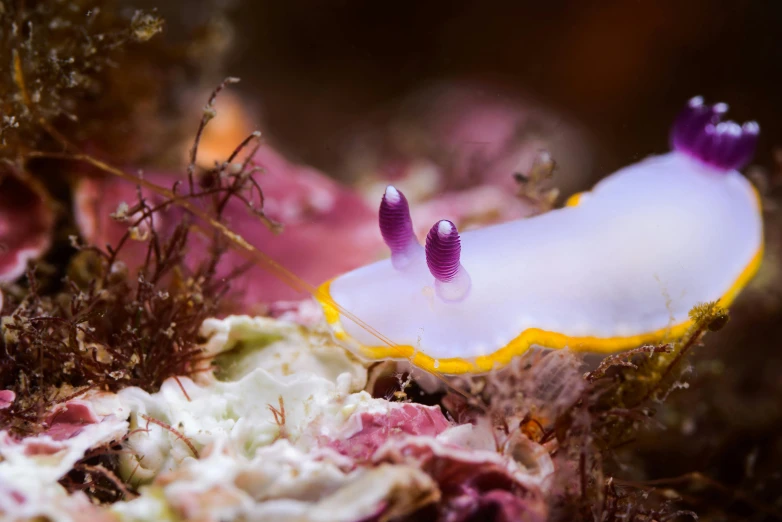 two tiny purple and white flowers on top of small vegetation