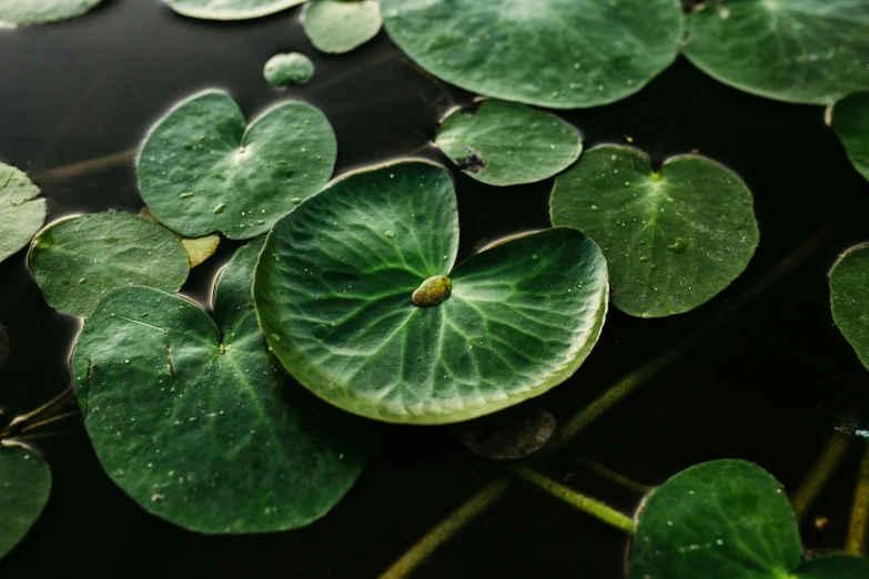 close up of the center leaf of some plants