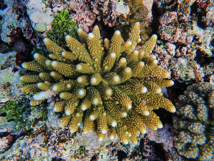 some sea urchins and other items on a reef