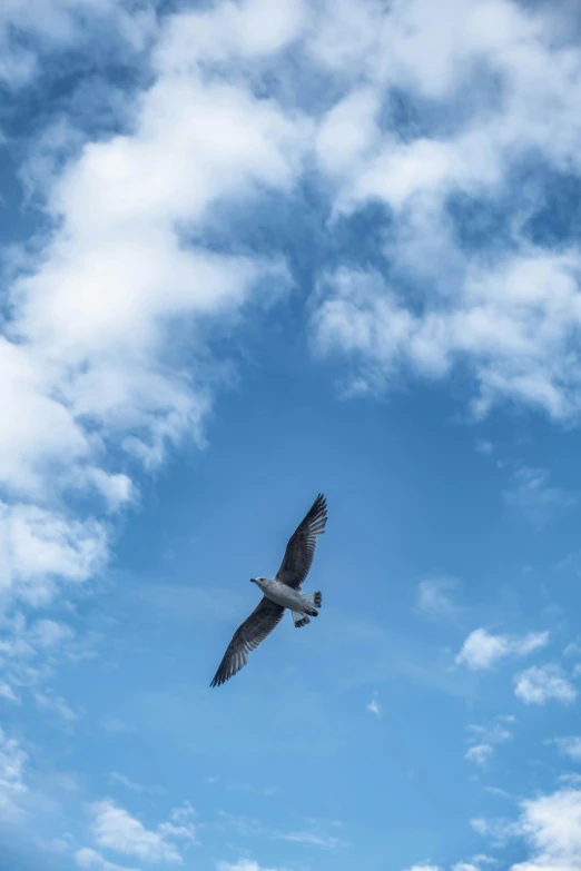 the bird is soaring through the clouds above the trees