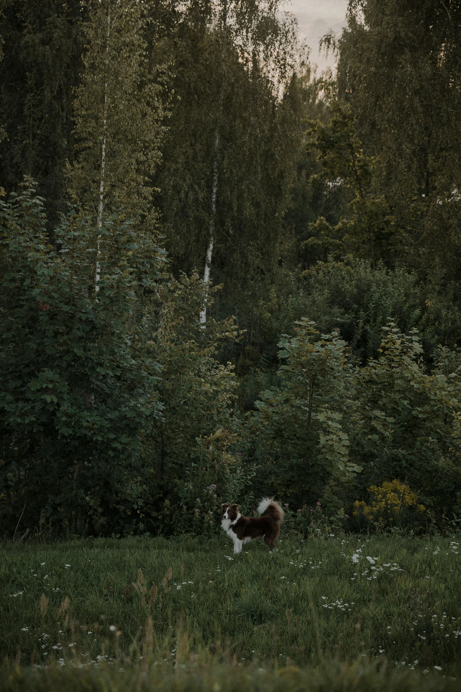 a black and white dog sits in the green meadow