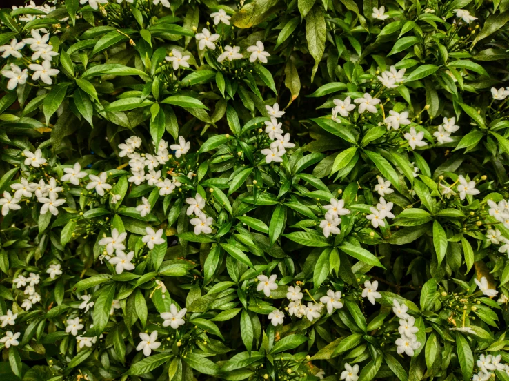 a very small white flower in the midst of some green leaves