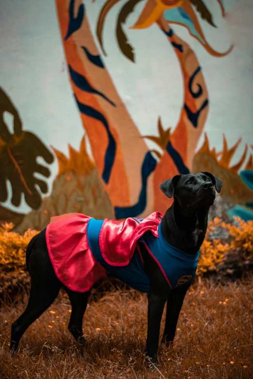 a black dog wearing a red and blue coat