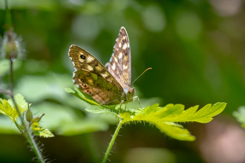 a erfly sitting on top of a leaf