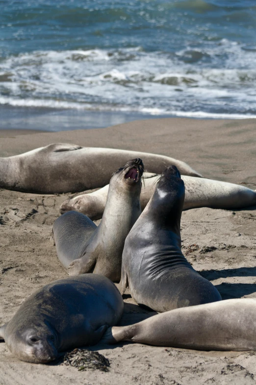 several elephant laying on a beach by the ocean