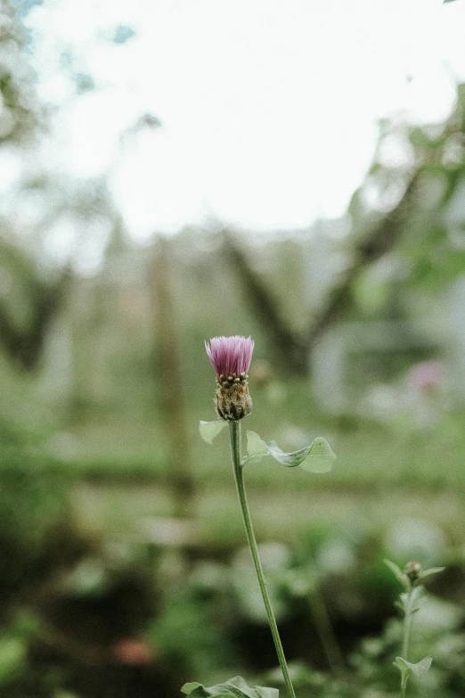 a flower is growing in a green field