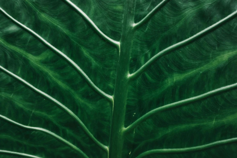 the detailed design and lines on a huge leaf of the plant