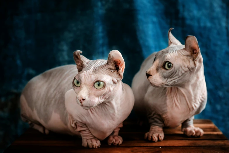 two cats are sitting on a table with blue background