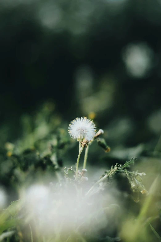 a single flower sitting on top of grass