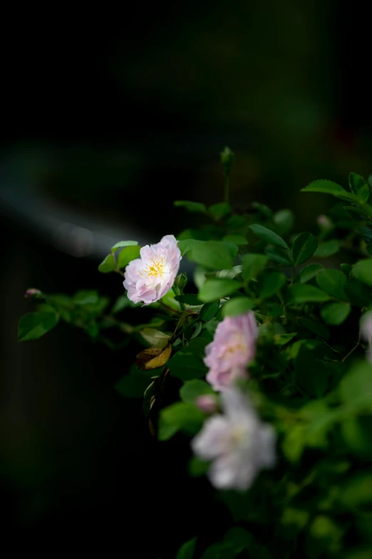 small flowers blooming in the garden, while dark is seen