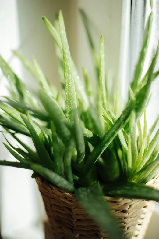 the plant is growing from the basket by the window