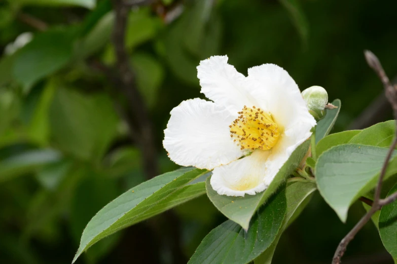 a flower on a tree with green leaves