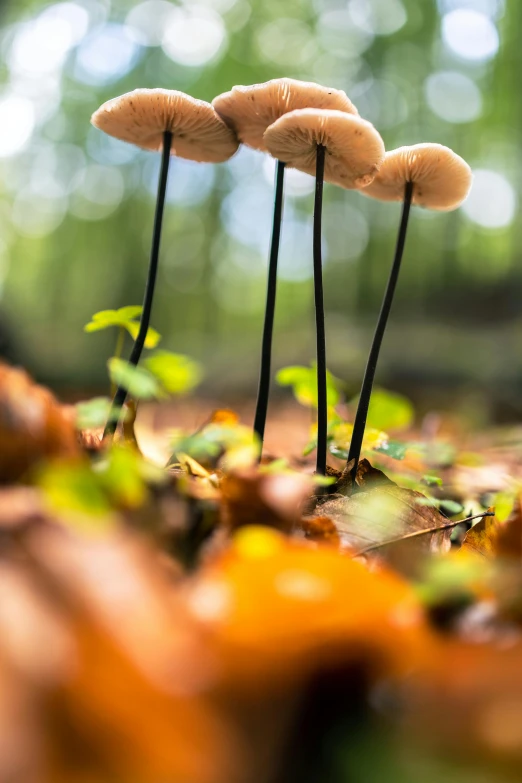 mushrooms are growing in the woods, with their heads touching each other