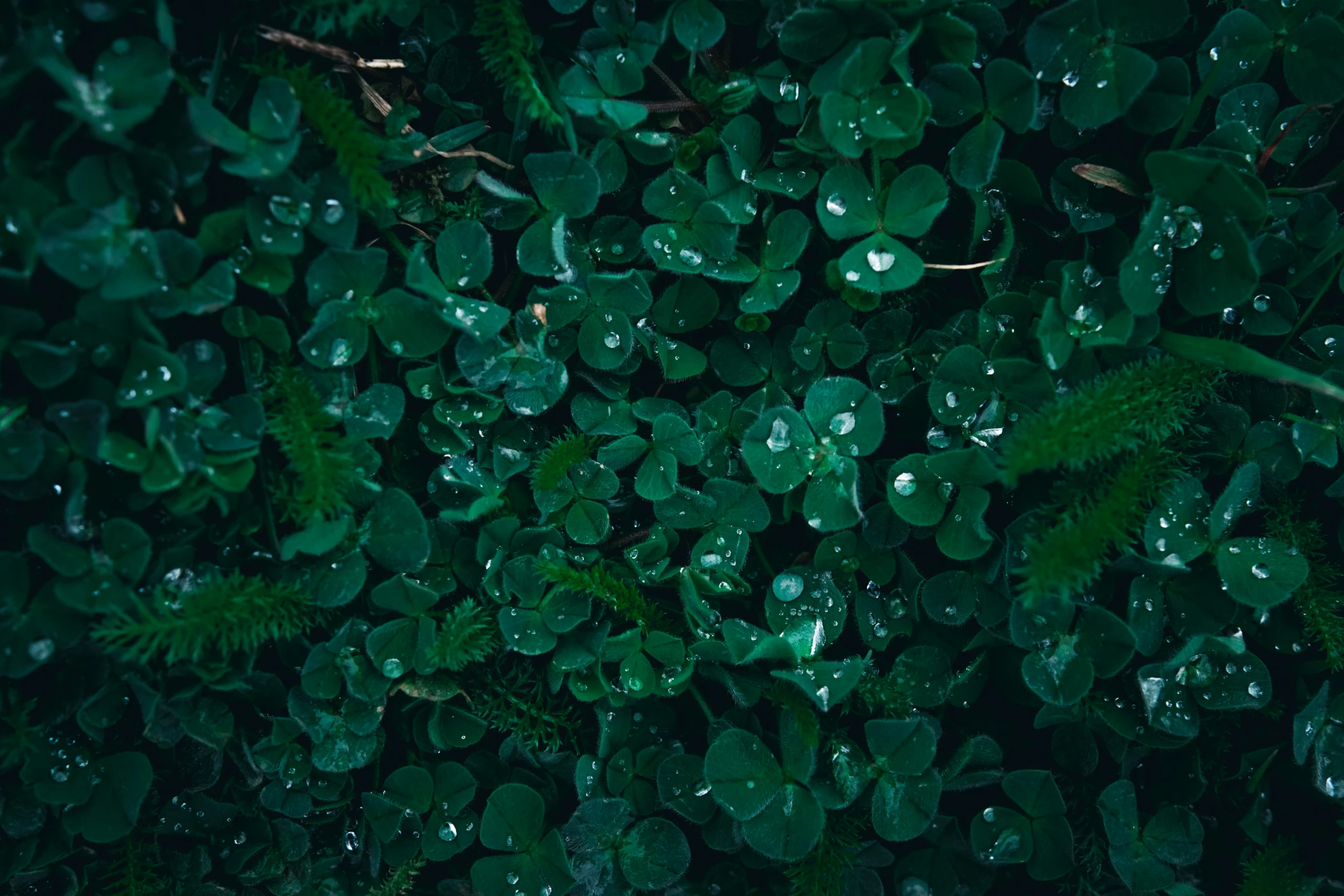 plants are covered with dew drops from the rain