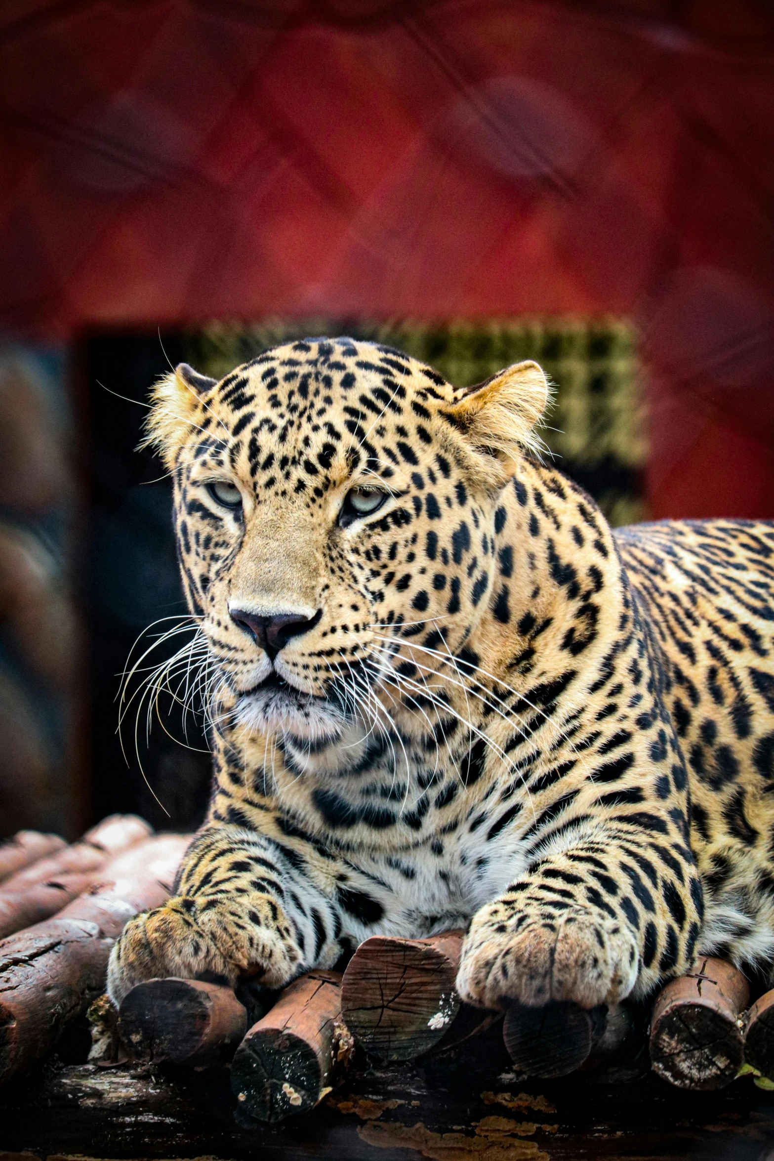 a close - up po of an amur leopard resting on log in an enclosure