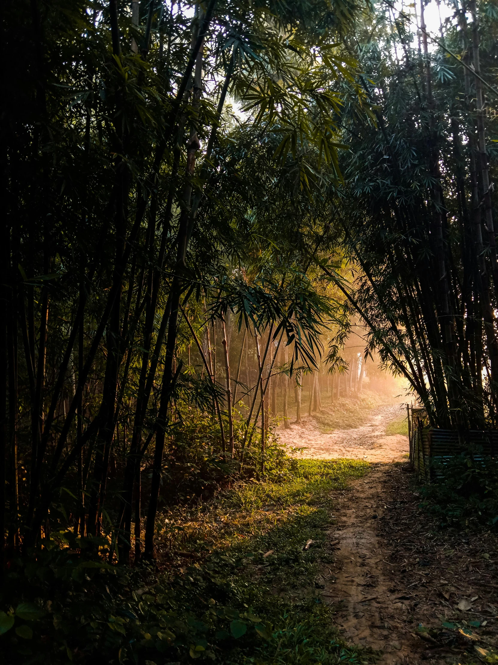 the path is very dirt road in the woods