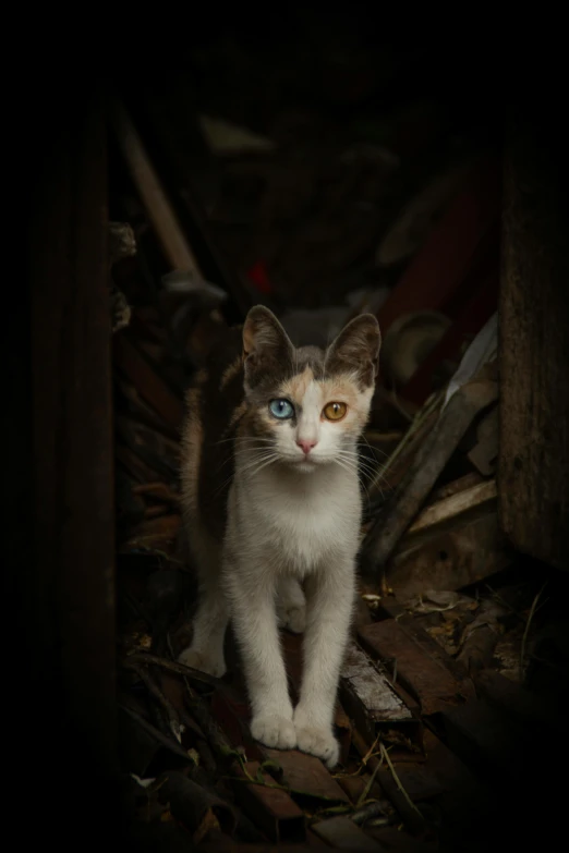 a brown and white kitten sitting in front of a wooden structure