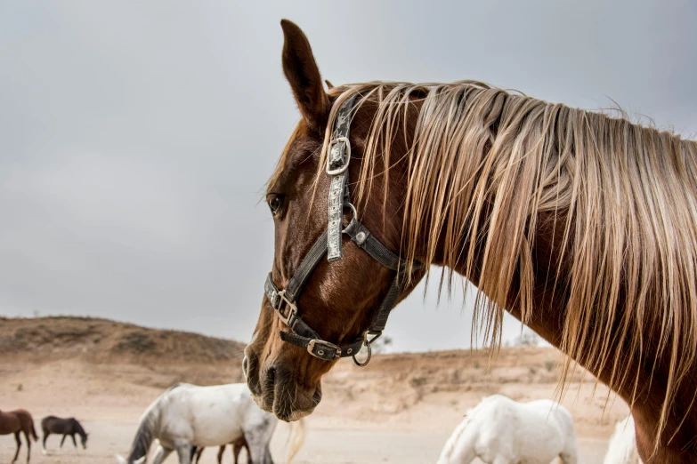 there are several horses that are eating grass together