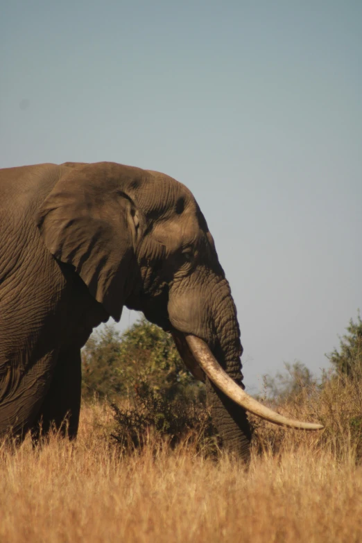 an elephant is walking through the grass with its tusks up