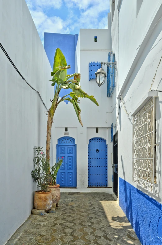 a tree is in a pot in an alley way