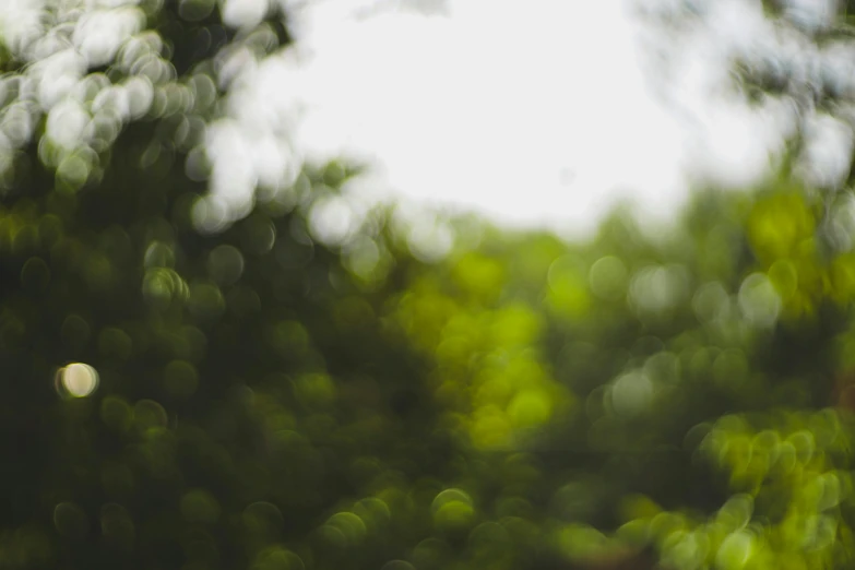 a blurry po of a green area with lots of leaves